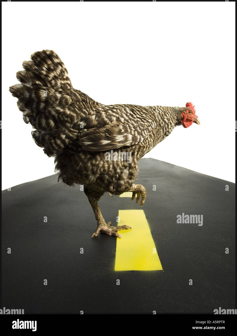 Juego chicken road - Descubre el Misterio de la Carretera del Pollo en España en Línea